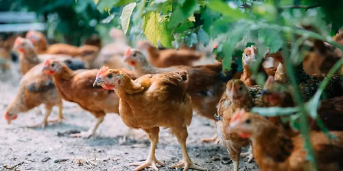 Salvatierra Farm Tour