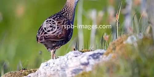 RSPB Skipton Group Presentation by Craig Ralston \u2018Birds of the Lower Derwent Valley\u2019, then AGM