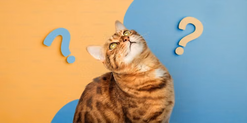 New\/Novice Workshop - Being Curious, Playful, and Communicative