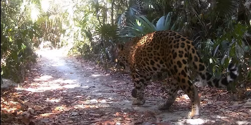 Deep in the Mexican jungle