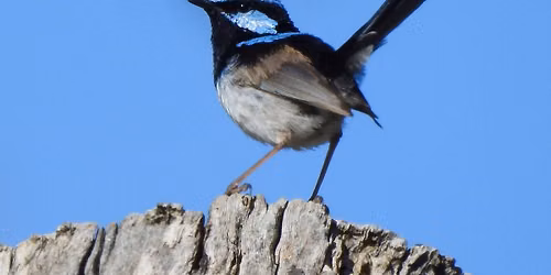 Birds of the Fleurieu 