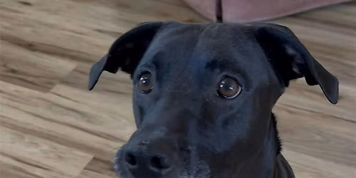 Wagging Tails Workshop - Make Your Own Dog Toy