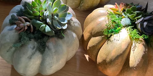 Pumpkin Succulent Workshop