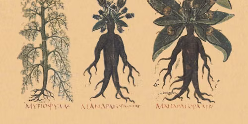 Twilight Tour: Plants and Witchcraft