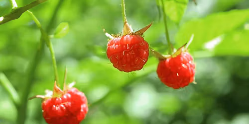 Bringeb\u00e6rlandet - en norsk ving\u00e5rd p\u00e5 60 grader nord \/\/ Tasting Session