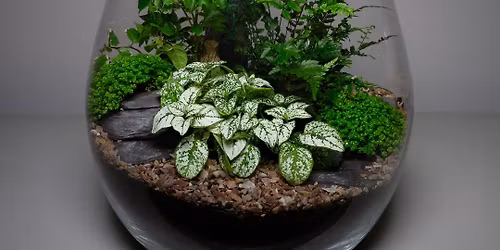 Sip & Plant - Terrarium Time!