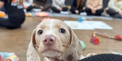 Dachshund Nottingham