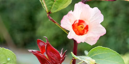 Beal Footprints: Marvelous Malvaceae (Mallows)