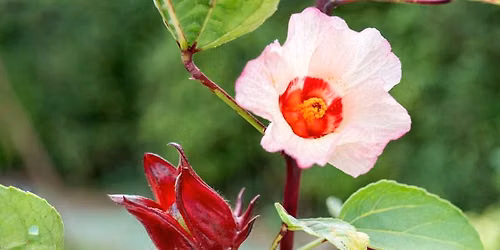 Beal Footprints: Marvelous Malvaceae (Mallows)