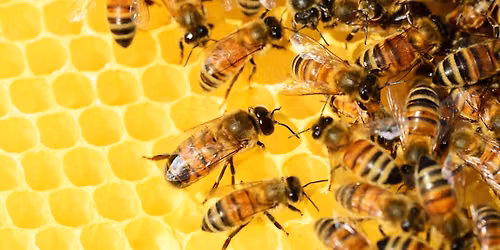 \u00c0 la d\u00e9couverte de l\u2019apiculture avec le Collectif Miel End