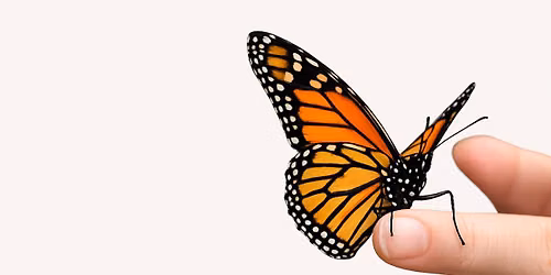 Memorial Butterfly Release
