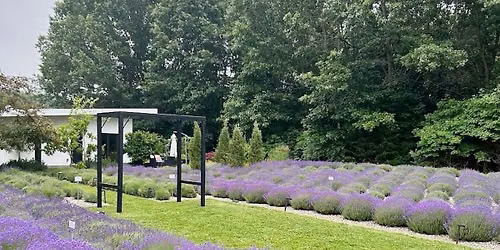 Yoga at Summerhouse Lavender Farm | Sat. 10am