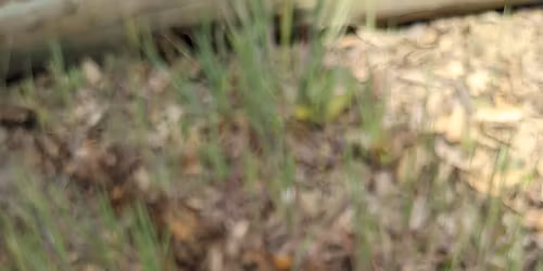 Low Gap Park Wildflower Walk Series: Spring