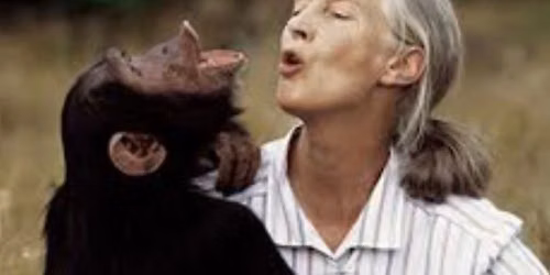 Jane Goodall's Legacy
