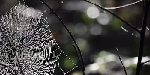 The flies of Aotearoa and the spiders who love them