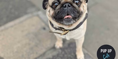 London - Pug Pup Up Cafe \u2600\ufe0f