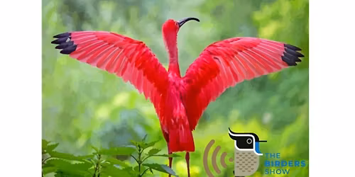 The Birds of Columbia Travelogue