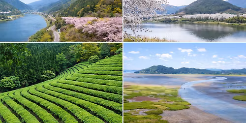  Seomjin River Cherry Blossoms, Green Tea Fields, Suncheon Bay Wetland, and Hwaeomsa Temple 