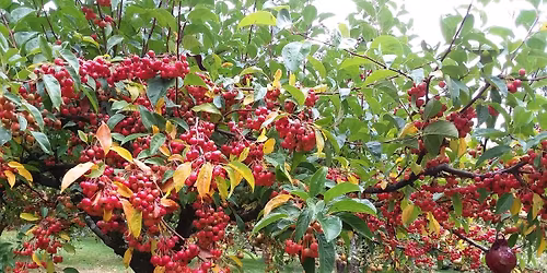 Raising Orchard Mason Bees