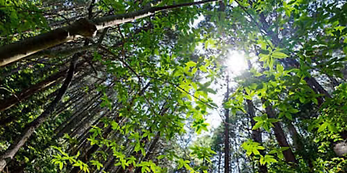 Forest Bathing in the Scrub