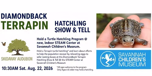 Diamond Terrapin Hatchling Show & Tell 
