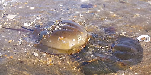 May 16 Horseshoe Crab Monitoring - Many Mind Creek, Atlantic Highlands