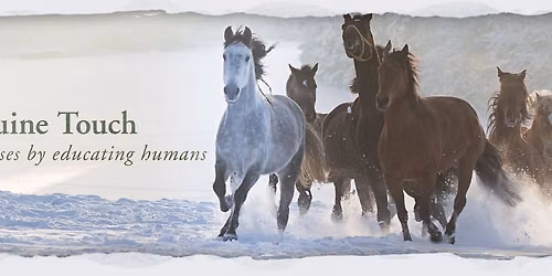 Equine Touch - St\u0159edn\u011b pokro\u010dil\u00fd kurz - Level 2 - nov\u00fd term\u00edn!