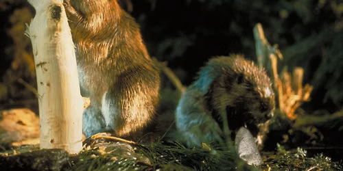 The Beaver Den - Beaver Book Club