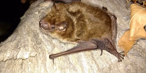 Luminary Walk: Moonlight Mammals