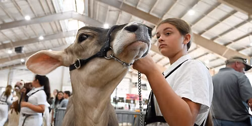 Dairy Steer Show