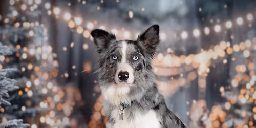 Shooting photo de Noël 🎄📸🐾
