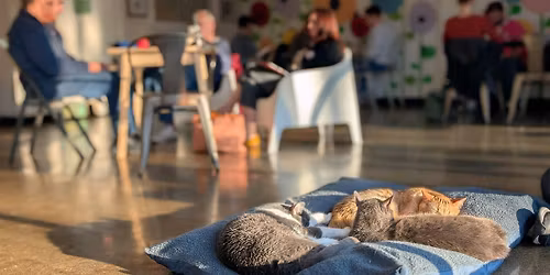 Cozy Night with Cats