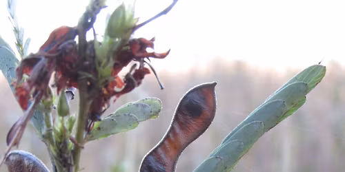 Save your Seeds! Save the Date! Seed Swap - Short Talks