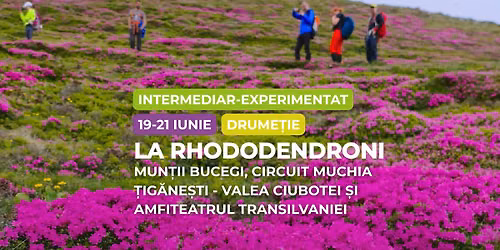 Drume\u021bie intermediar - experimentat: Rhododendron Mun\u021bii Bucegi, Circuit Muchia \u021aig\u0103ne\u0219ti