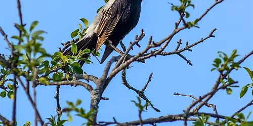 Community Farming & Grassland Birds: A Local Conservation Strategy