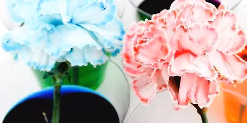 Camp Experiment- Color changing flowers
