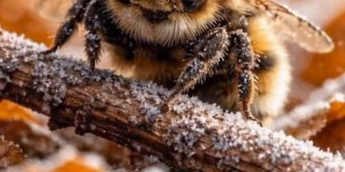 CERTILLEUX F\u00eate du miel \ud83d\udc1d2\ud83d\udc1d + Brocante 