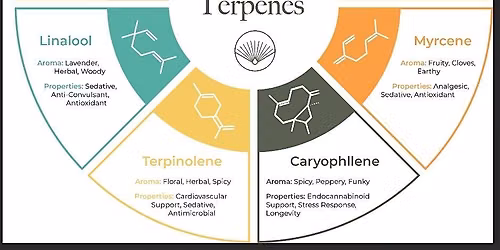 Terpene Talk