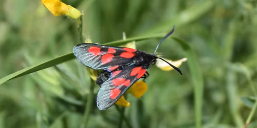 Moth Trapping