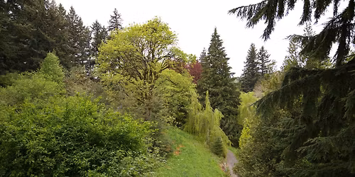 Into the Trees: Personal Vision Quest