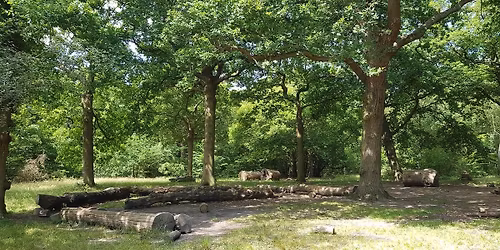 Hockley Woods - Group Walk