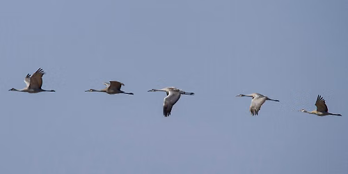 GOOSE POND Birding Photography Workshop with SIGMA