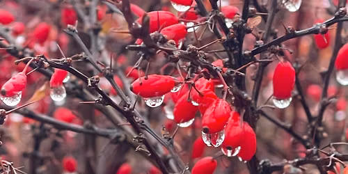 Poezie \u017eije autorsk\u00e9 \u010dten\u00ed Barbory Debn\u00e1rov\u00e9