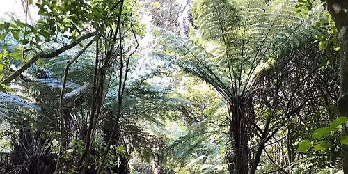 Kepa Bush Restoration