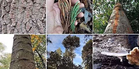 Know Your Trees & Mini Quiz @ Knolls Wood