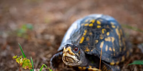 Little Explorers: Terrific Turtles