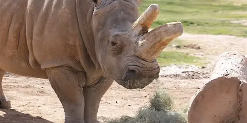 Bowling For Rhinos