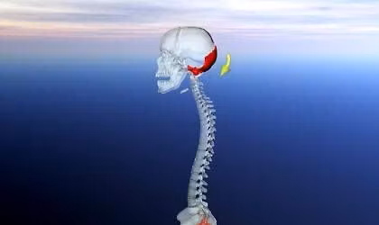 Kraniosakraln\u00ed neurobalance \u2013 CELORO\u010cN\u00cd V\u00ddCVIK 2026-2027