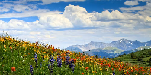 LUCO Concert: Footprints & Flowers