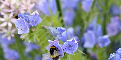 Bumblebees and the Others